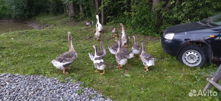 Холмогорские гуси