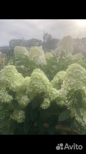 Гортензия метельчатая взрослые кусты