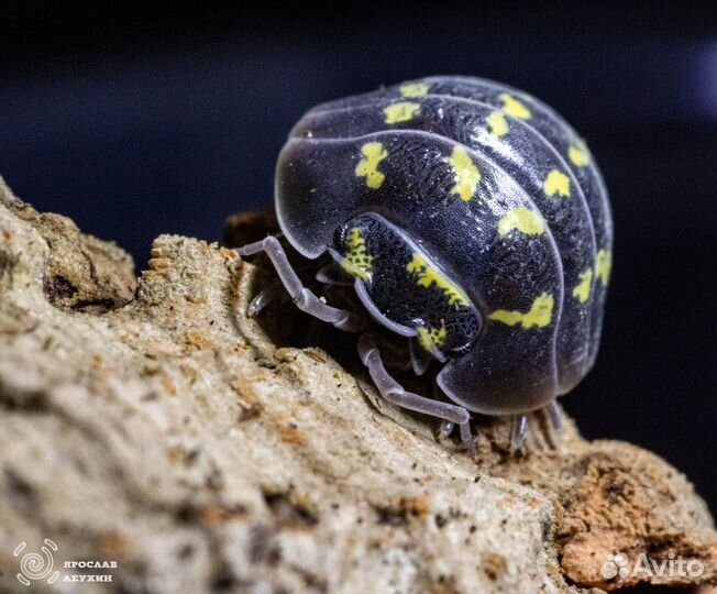 Экзотические ракообразные и насекомые