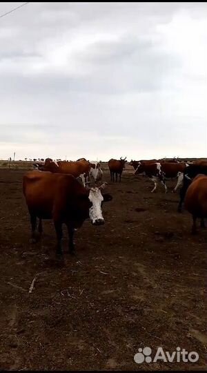 Крупно рогатый скот