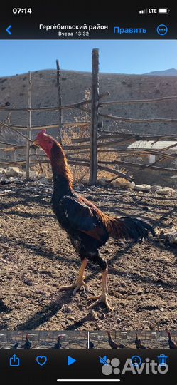 Бойцовые петухи шамо