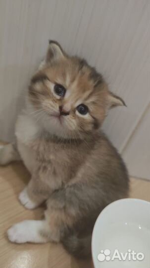 Котята в добрые руки приучены к лотку