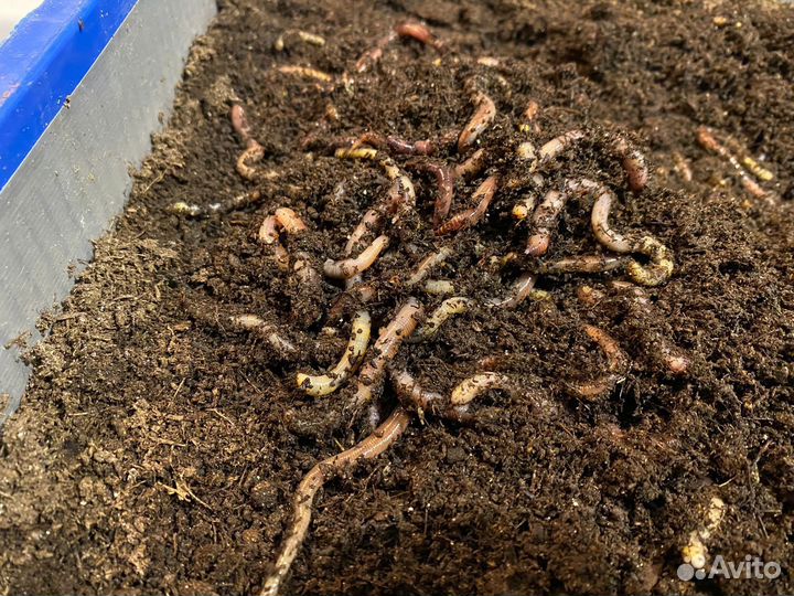 Червь для рыбалки дендробена