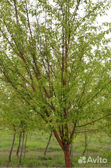 Черемуха Маака