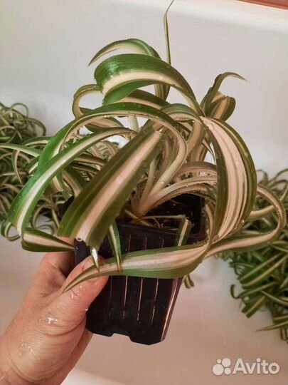 Хлорофитум кудрявый