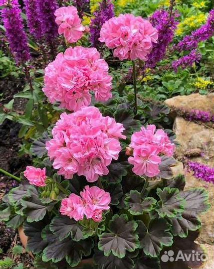 Пеларгония герань сортовая