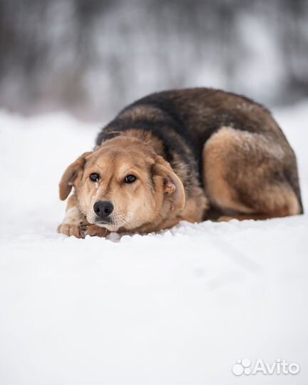 Щенок в семью