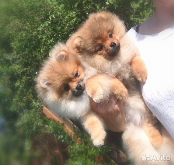 Девочки померанского шпица