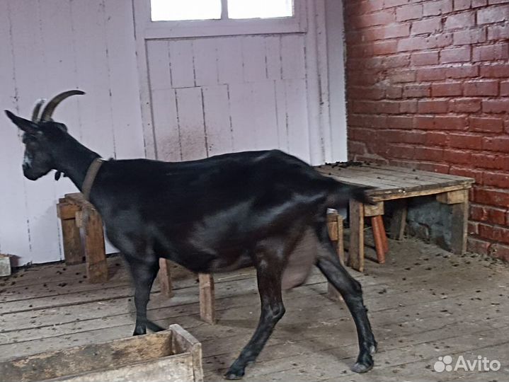 Продам коз зааненской и алпийской породы