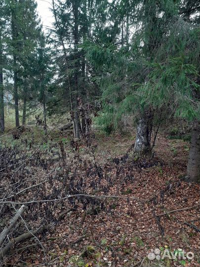 Лес на дрова бесплатно