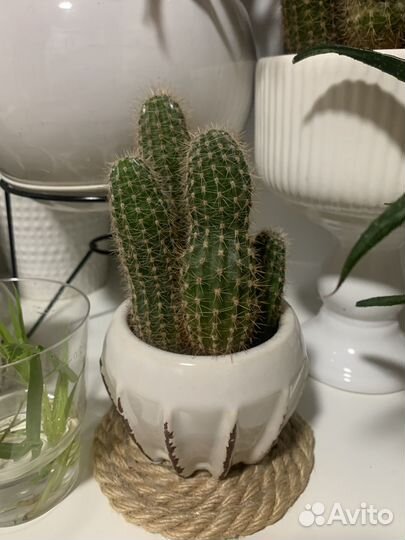 Кактусы и суккуленты