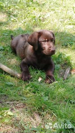 Щенки лабрадора