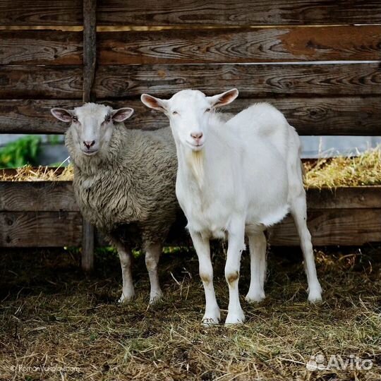 Козлы,Овцы,Бараны