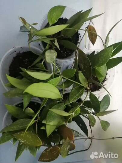 Хойя Грацилис