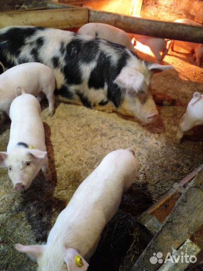 Поросята