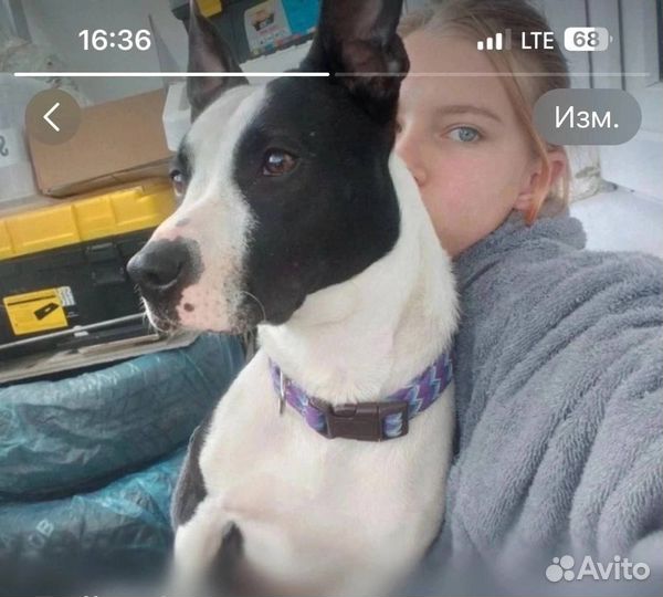 Стаффорд бесплатно