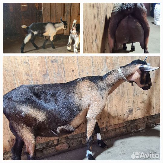 Альпийский козлик