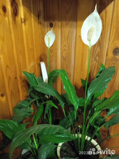 Спатифиллум