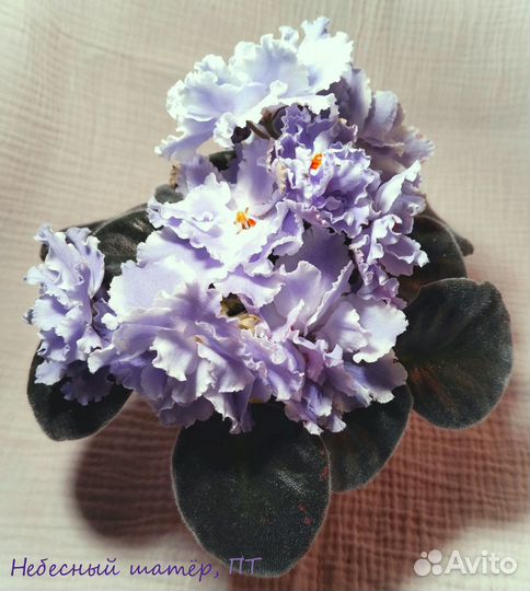 Фиалки стандарты - детки