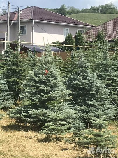 Ель голубая