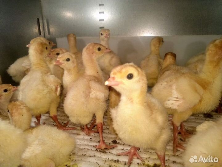 Индюшата хайбрид конвертер