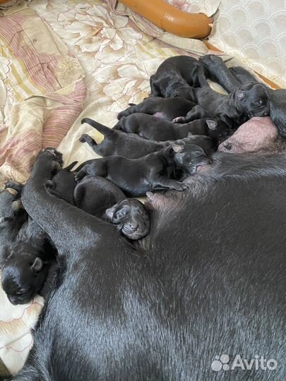 Щенки в добрые руки