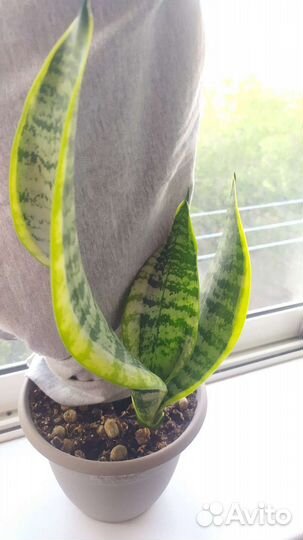 Сансевиерия лауренти