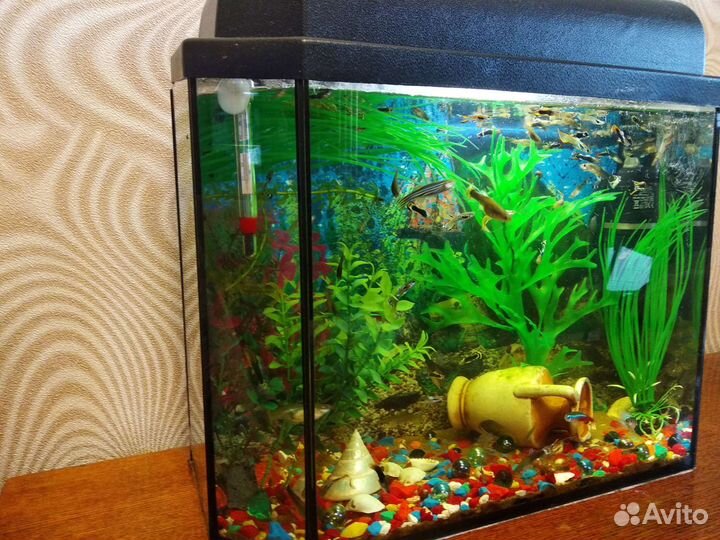 Аквариум с рыбками