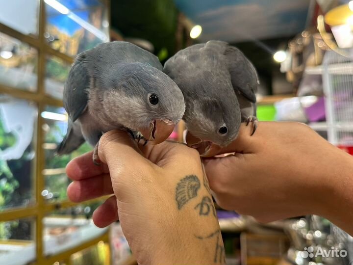 Попугаи калита монах