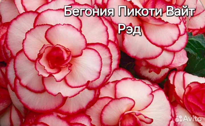 Бегония