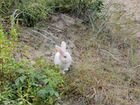 Кролик для вязки