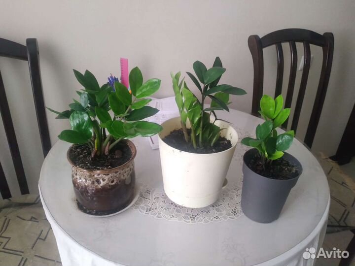 Замиокулькас