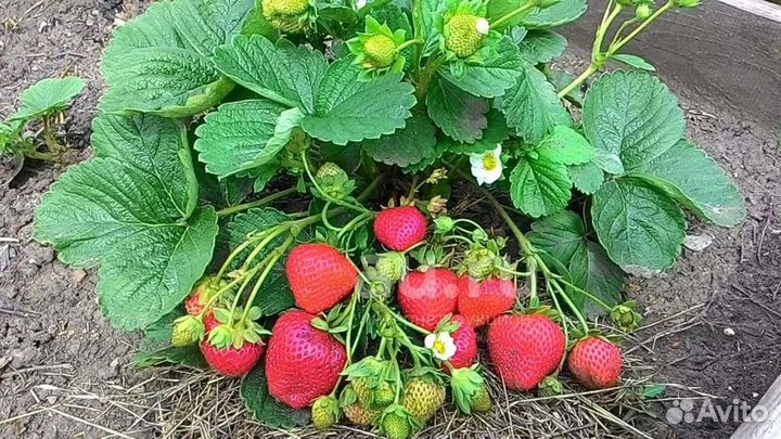 Саженцы Клубника Земляника