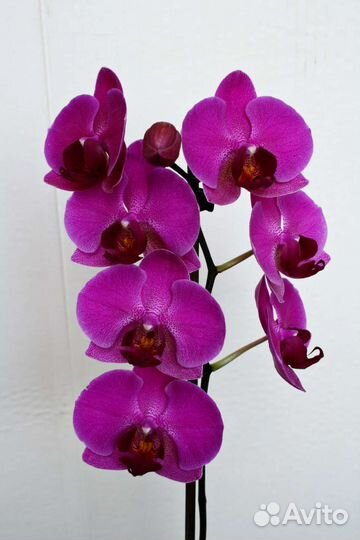 Орхидея фаленопсис пелорик-стандарт