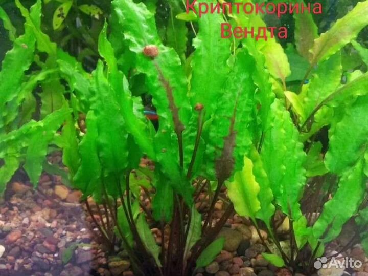 Аквариумные растения