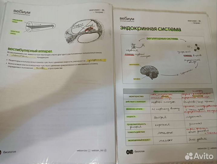Конспекты для подготовки к биологииегэ от Вебиума