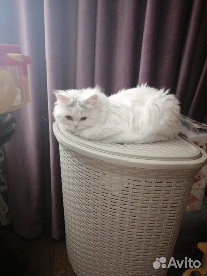 Кошка в дар