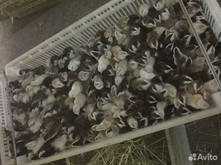 Оптово-розничная продажа цыплят