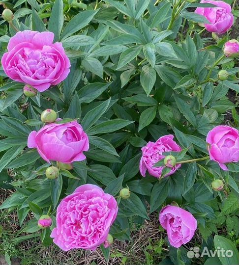 Пионы букет