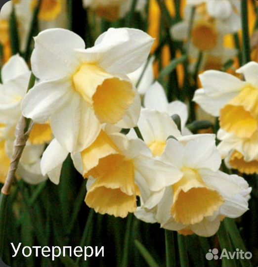 Луковицы нарциссов