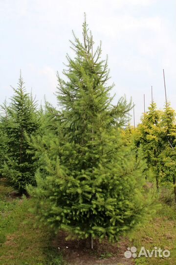 Лиственница европейская 1м