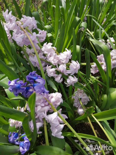 Гиацинты луковицы