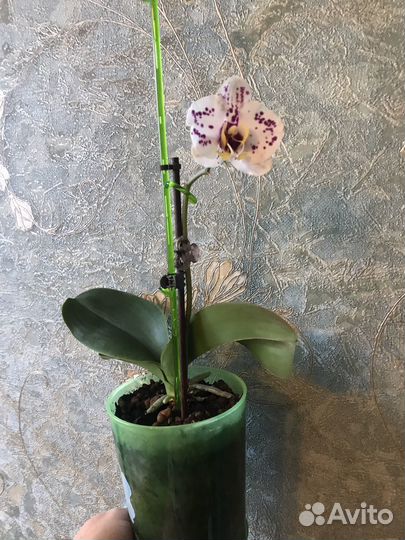 Фикус и орхидеи