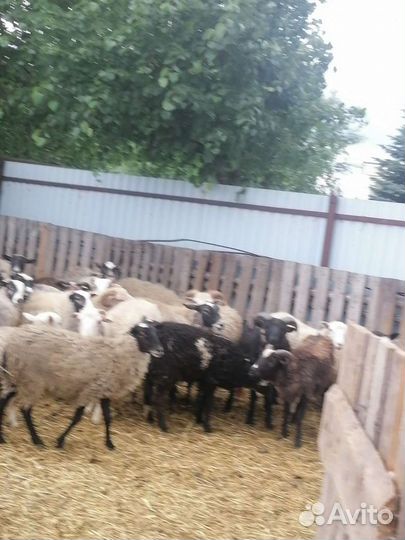 Овцы бараны