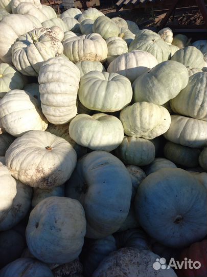 Тыква сладкая