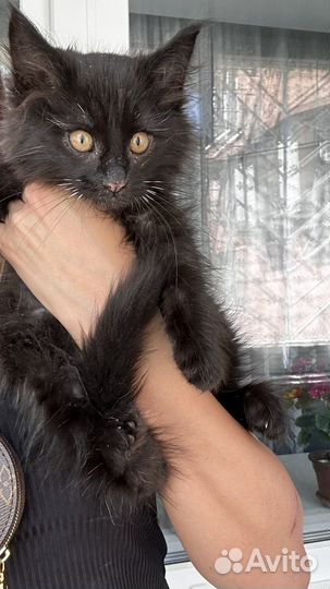 Черный котик в семью