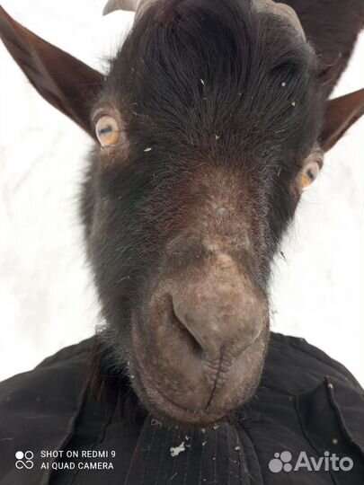 Козел покрытие, вязка. Не продажа