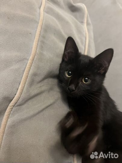 Кошка в дар