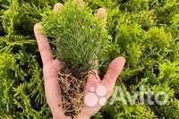 Укорененные черенки Туя Смарагд (кассета)