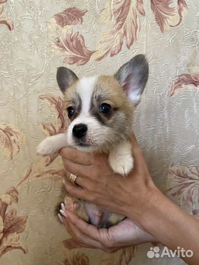 Щенки корги